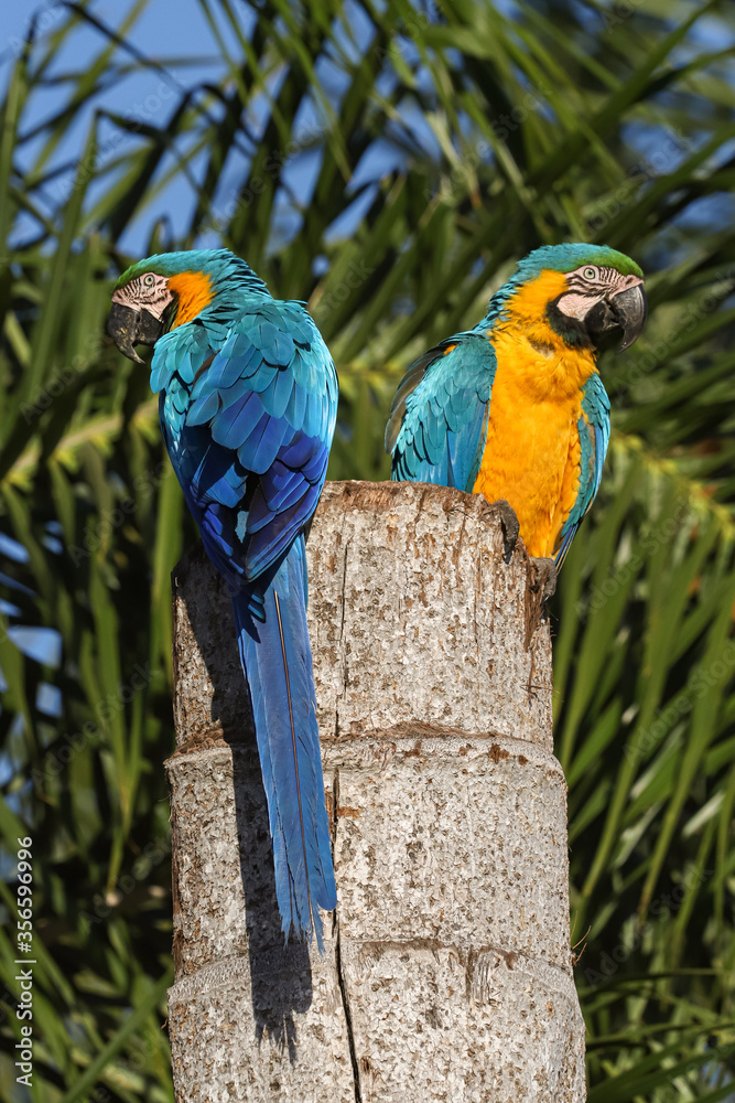 Obraz premium Canindé macaw, also known as yellow-bellied macaw, yellow and yellow macaw, blue and yellow macaw, with a marked presence in the Brazilian cerrado