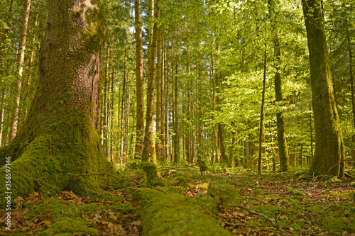 Moss covering Roots of a Pine at the German Alps Forest