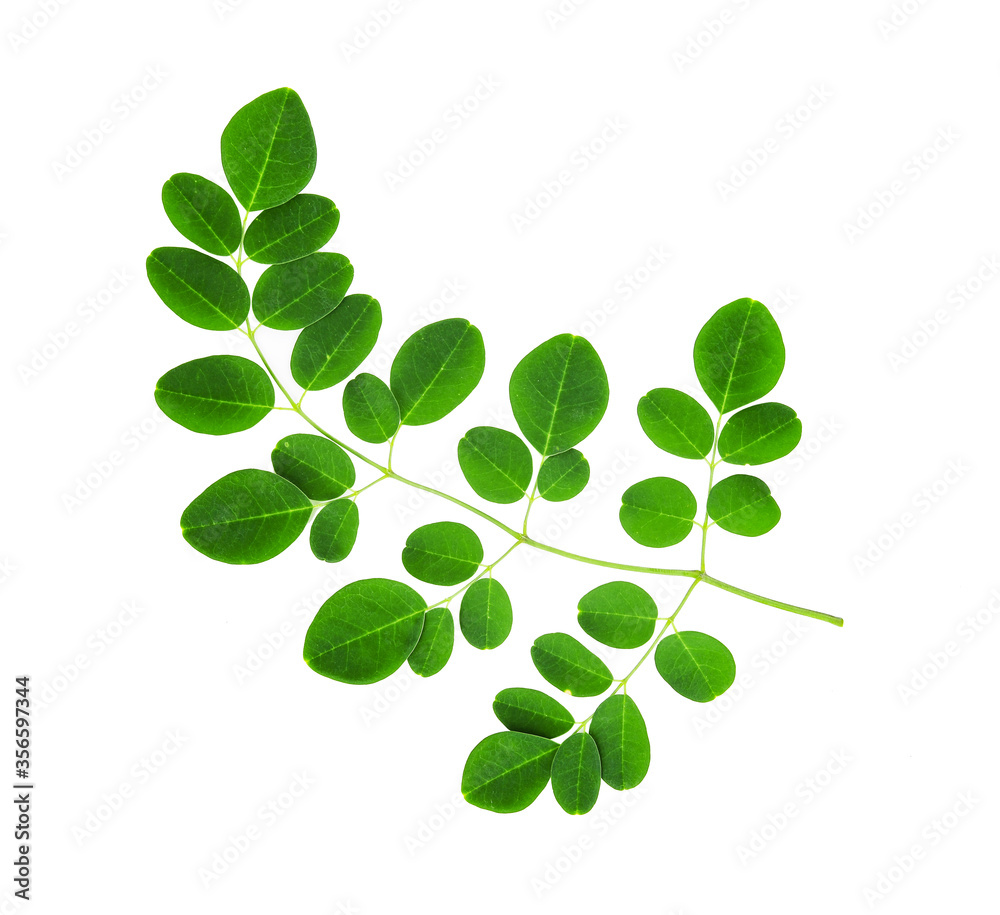 Fototapeta premium liście moringa na białym tle