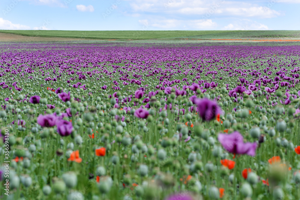 Amazing red or purple flowers of poppy in the field. Czech republic, Europe. Amazing red or purple flowers of poppy in the field. Czech republic, Europe.