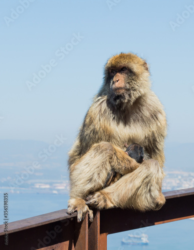 Macaco con bebé © reimolina