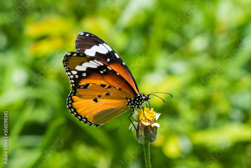 Plain tiger butterfly eating sweet nectar of flower in the garden.