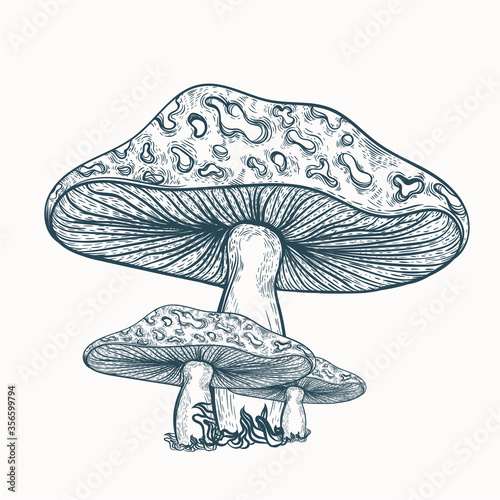 hand drawn mushroom sketch artwork illustration