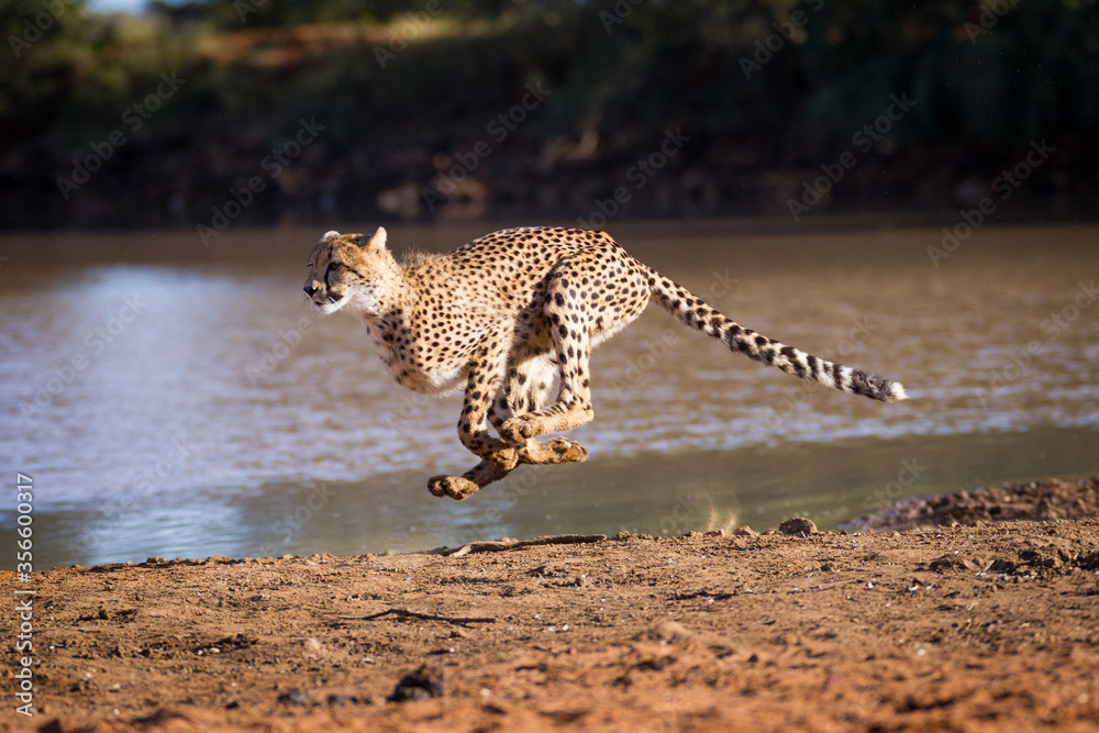 Φωτογραφία One adult cheetah female running at full speed chasing prey at the edge of water