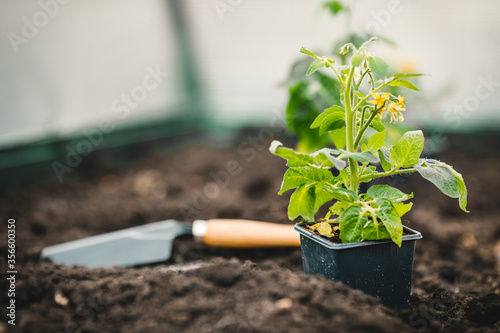 A farmer plants young seedlings of tomato plants in the garden. Agriculture and the concept of agriculture