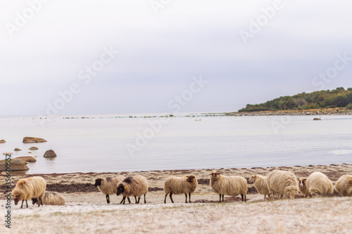 Beautiful  cute and funny sheep outdoors  in the country  in the wild nature