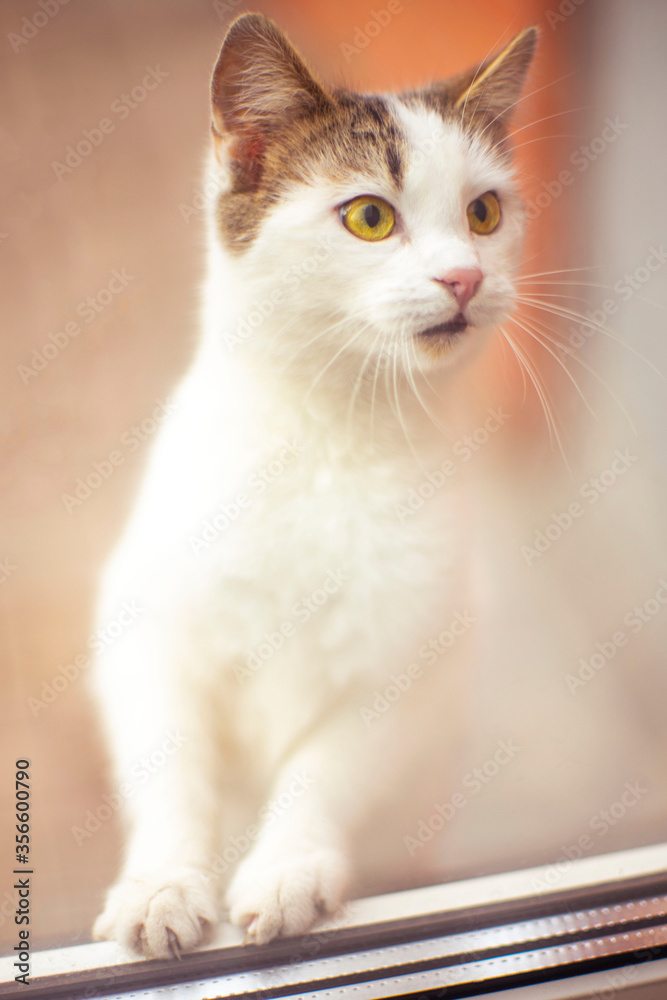 Obraz premium Curious white cat looks into the kitchen window from the street.