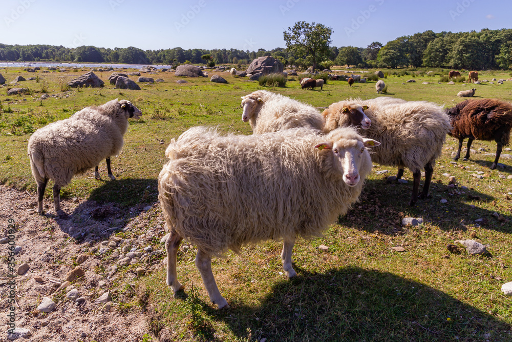 Beautiful, cute and funny sheep outdoors, in the country, in the wild nature