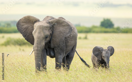 One female elephant with one tusk and her baby walking through tall grass in Masai Mara plains Kenya