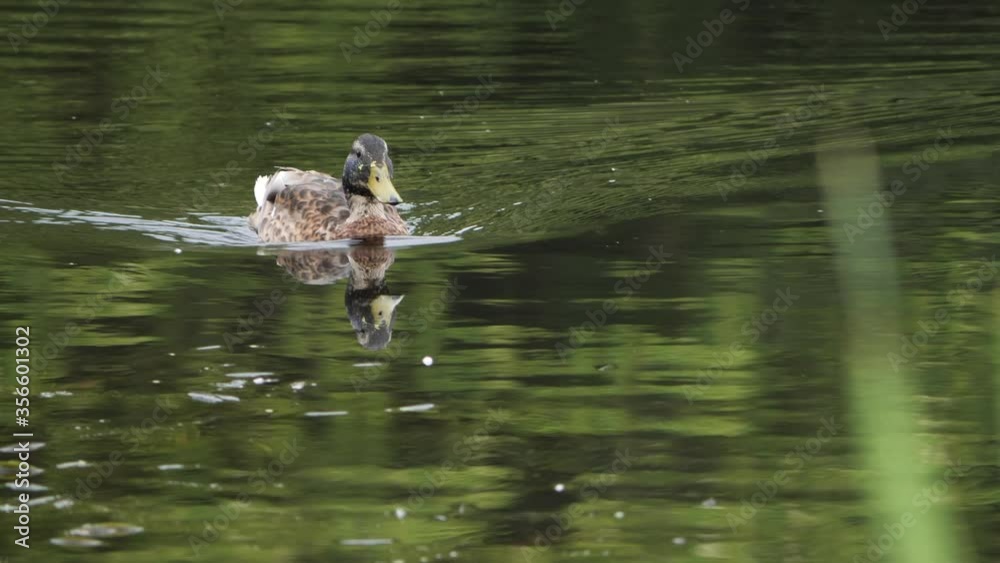 wild gray duck mallard in the wild on a pond wild gray duck mallard in the wild on a pond