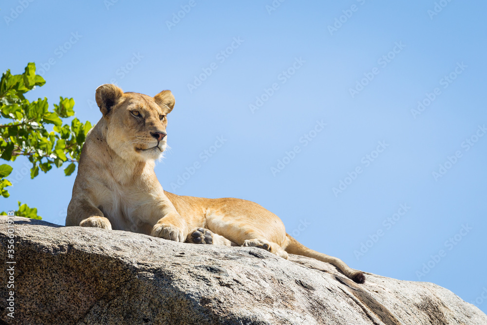 Obraz premium One single adult alert lioness lying on a big rock in Serengeti National Park in Tanzania