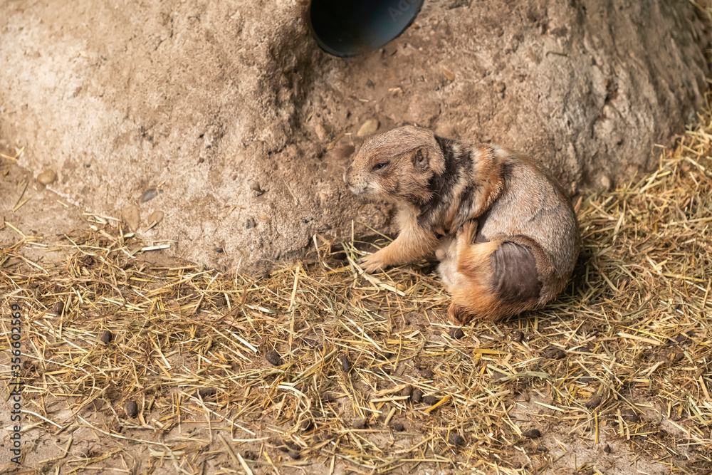 Black tailed prairie dog in closeup, adorable and popular pet, tropical rodent from America Black tailed prairie dog in closeup, adorable and popular pet, tropical rodent from America