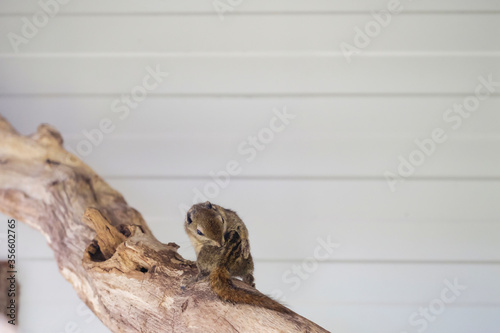 A striped rodents marmots chipmunks squirrel spotted on a tree trunk on hunting mood. Animal behavior themes. Focus on eye
