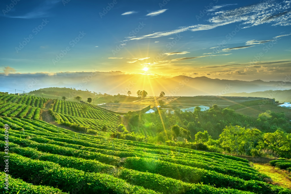 Green tea hill in the highlands in the morning. This tea plantation existed for over a hundred years old and the largest tea supply in the region and exporting