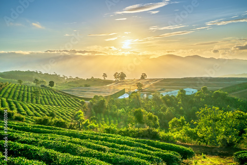 Fototapeta Naklejka Na Ścianę i Meble -  Green tea hill in the highlands in the morning. This tea plantation existed for over a hundred years old and the largest tea supply in the region and exporting
