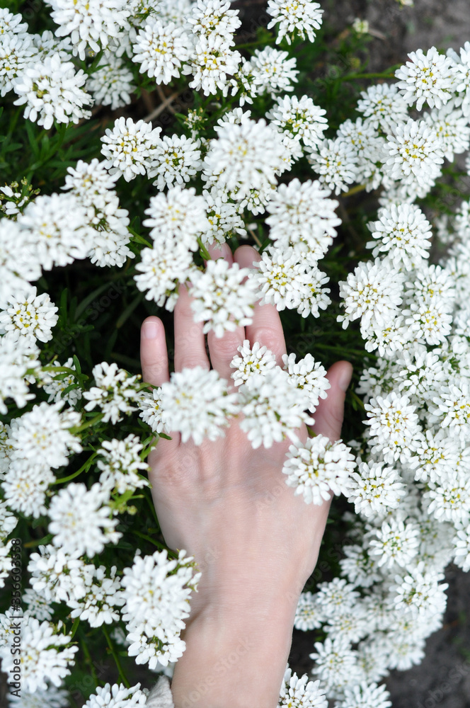 Hand of a girl in beautiful white flowers Hand of a girl in beautiful white flowers