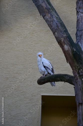 Egyptian vulture in a falconry photo