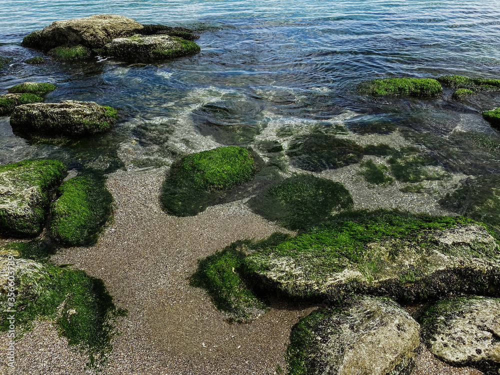 Stones with algae near the sea coast close-up.