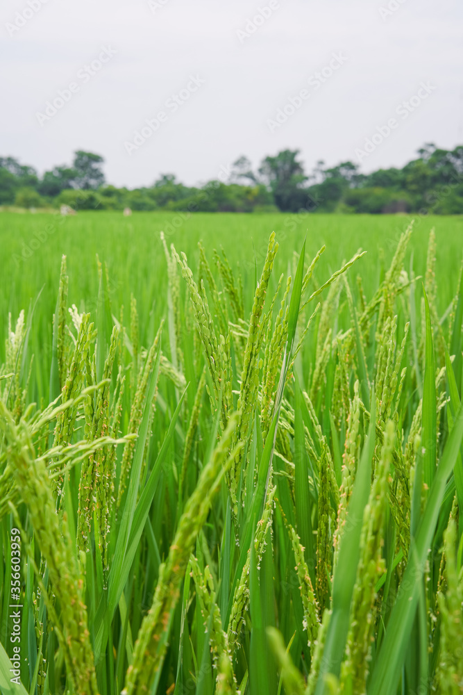 Rice with fresh hair in the farmland Rice with fresh hair in the farmland