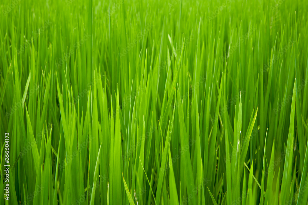 Green paddy green grass closeup in farmland Green paddy green grass closeup in farmland