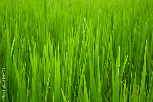 Green paddy green grass closeup in farmland