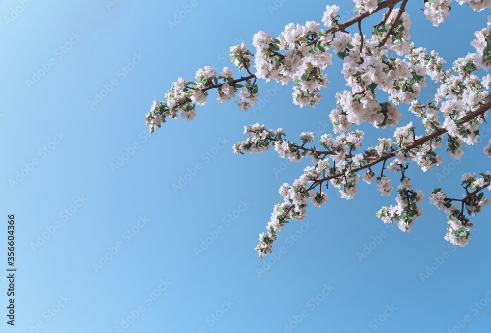 Apple blossoms and blue sky. Spring flowers in lighten color sky. Image with space for text. Apple blossoms and blue sky. Spring flowers in lighten color sky. Image with space for text.