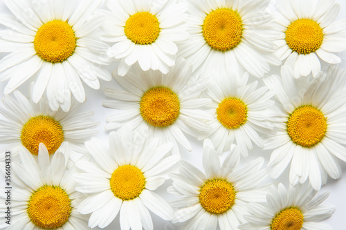 White background with chamomile. Flowers  Texture  nature closeup