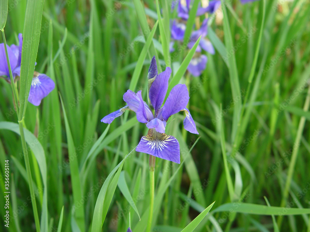 Wild purple iris in the spring Wild purple iris in the spring