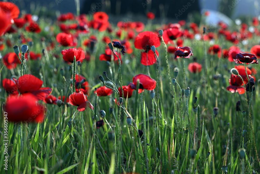Naklejka premium red poppy flowers in field
