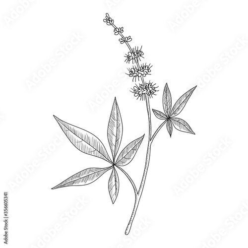 vector drawing chasteberry