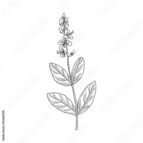 vector drawing speedwell