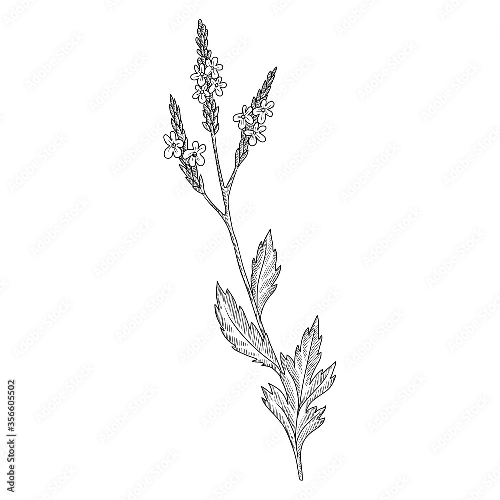 vector drawing verbena vector drawing verbena