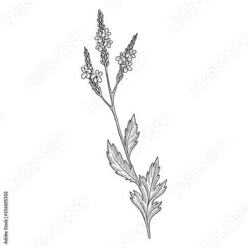 vector drawing verbena
