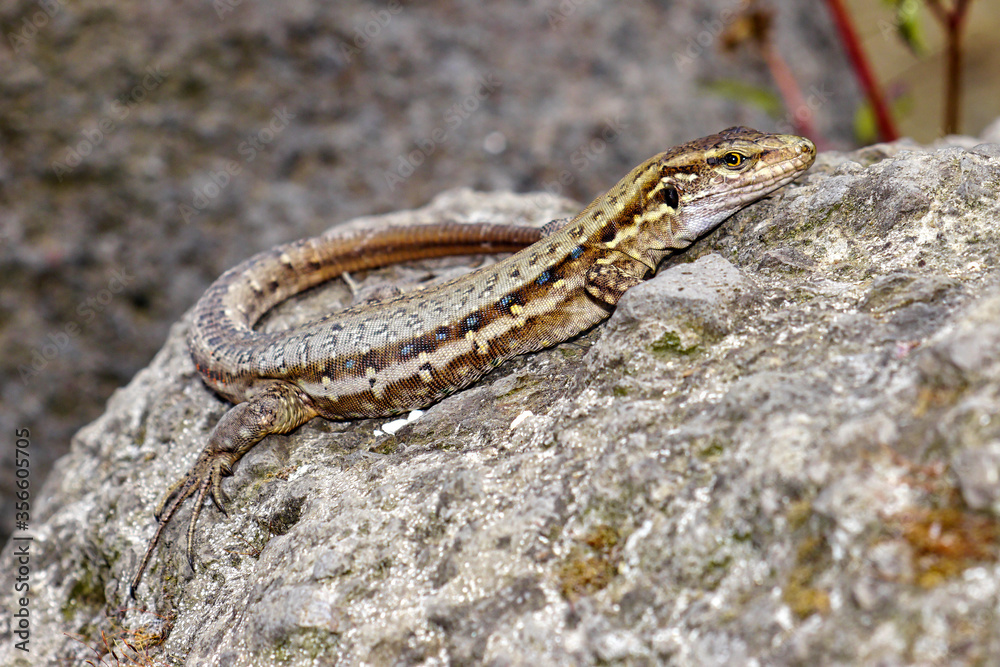 La Palma Lizard, Sizeable lizard, Wall lizard, Gallotia galloti palmae, Caldera de Taburiente National Park, Biosphere Reserve, La Palma, Canary Islands, Spain, Europe La Palma Lizard, Sizeable lizard, Wall lizard, Gallotia galloti palmae, Caldera de Taburiente National Park, Biosphere Reserve, La Palma, Canary Islands, Spain, Europe
