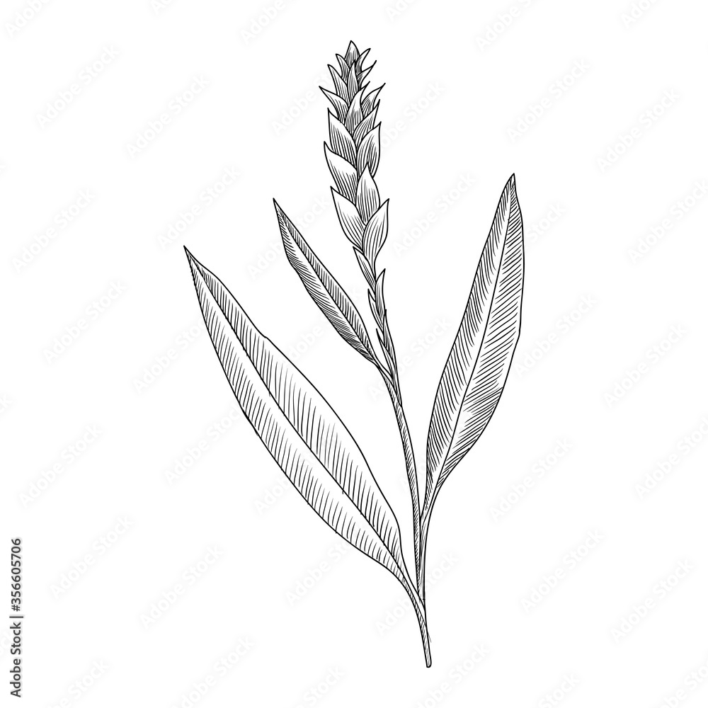 vector drawing ginger plant