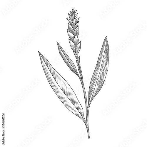 vector drawing ginger plant