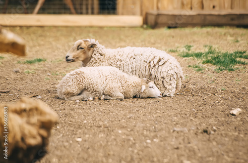 Two sheep lie on the ground in a farm