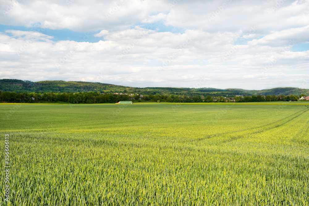 Field of ripening wheat in the spring against the sky with clouds in western Germany.