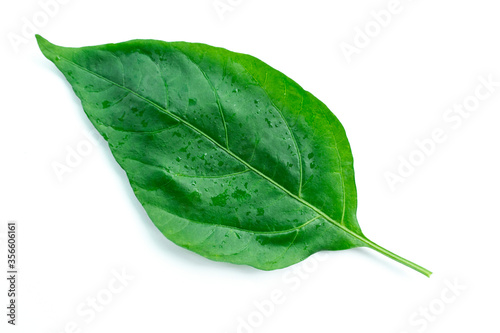Green leaves isolated on a white background, pepper leaves.