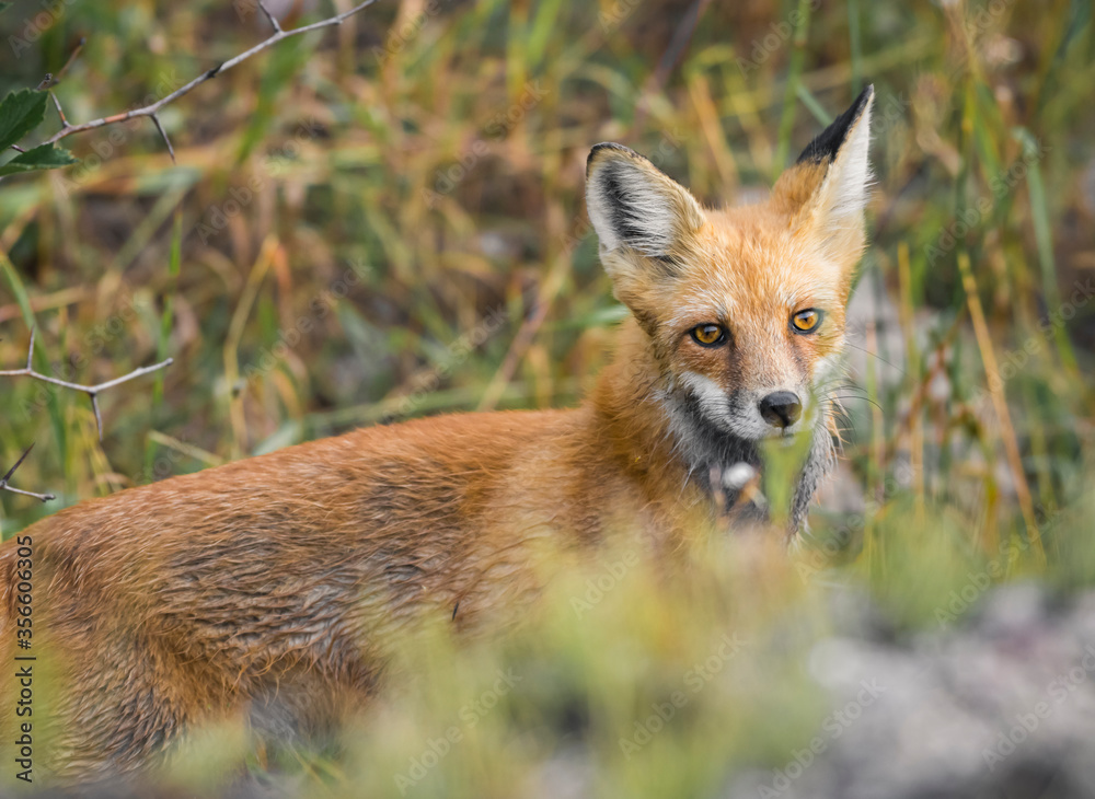 Portrait of a red fox soft natural light