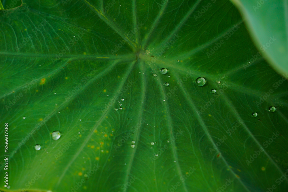 water on green Taro leaf background summer life water on green Taro leaf background summer life