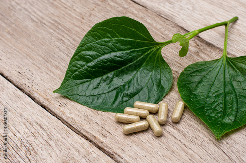 Piper sarmentosum ( Betel) green leaf ( Wildbetal leafbush ) with herbal capsules pill isolated on wood table background.