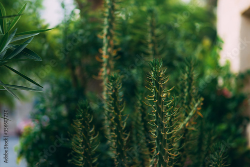 Big and long green cactus with selective focus and blurred background. Tropical plans. Cactus plant with long spiky stems. Mediterranean plant. Cactus tropical plants background. Heat Resistant Plants