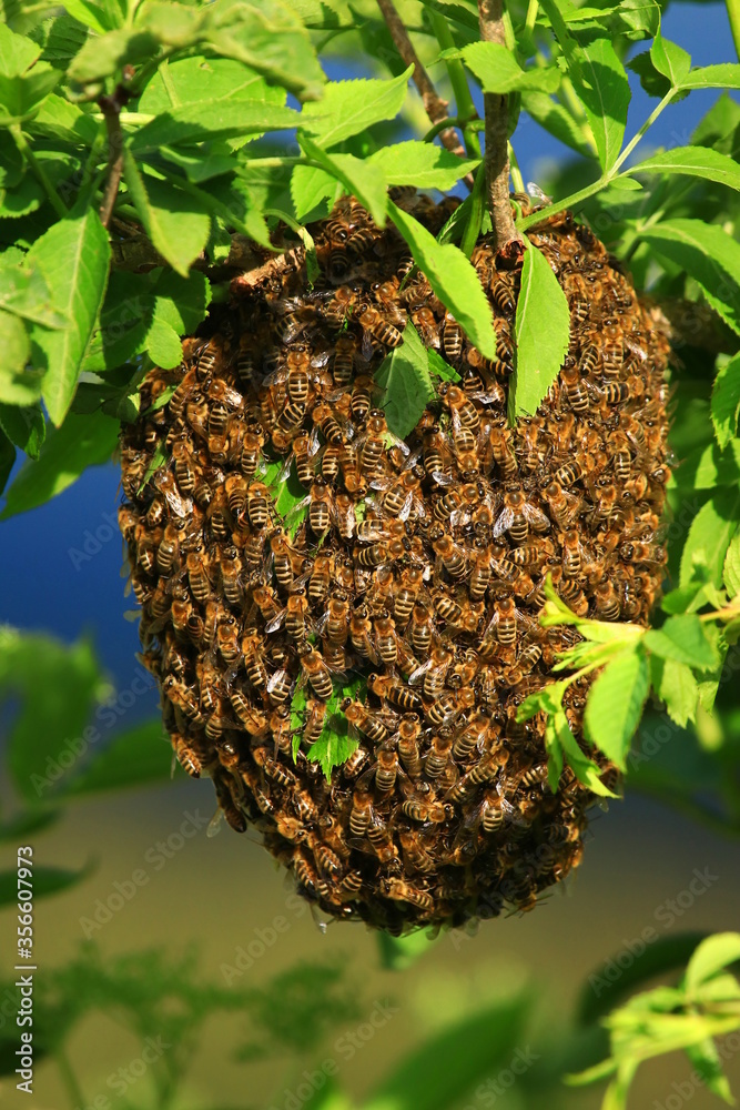 Bees swarming on branch of tree Bees swarming on branch of tree