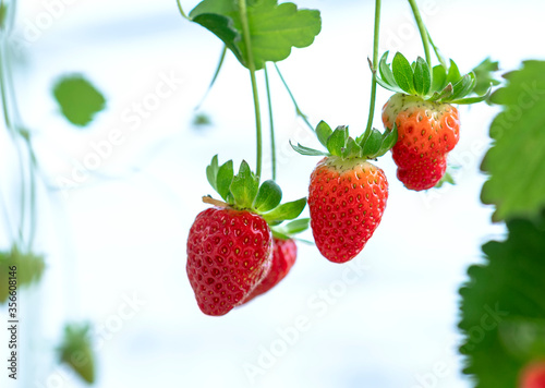 Ripe strawberries on the rack in the garden. This fruit is rich in vitamin C and minerals beneficial to human health