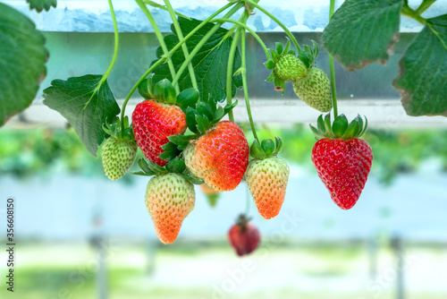 Ripe strawberries on the rack in the garden. This fruit is rich in vitamin C and minerals beneficial to human health