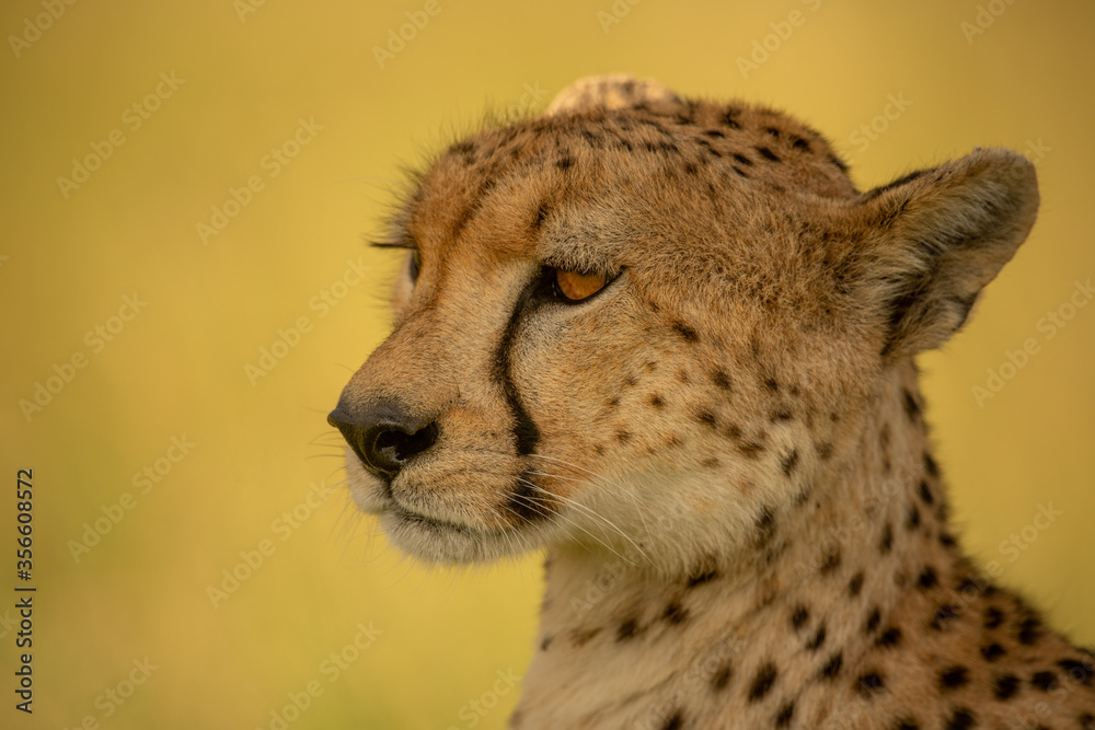 Close-up of cheetah facing left in shade Close-up of cheetah facing left in shade