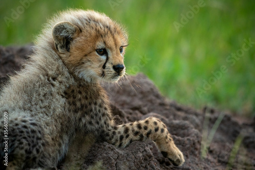 Close-up of cheetah cub lying upon mound