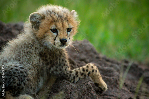 Close-up of cheetah cub relaxing on mound