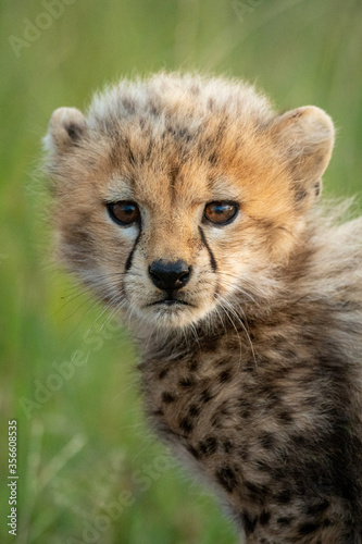 Close-up of cheetah cub standing watching camera